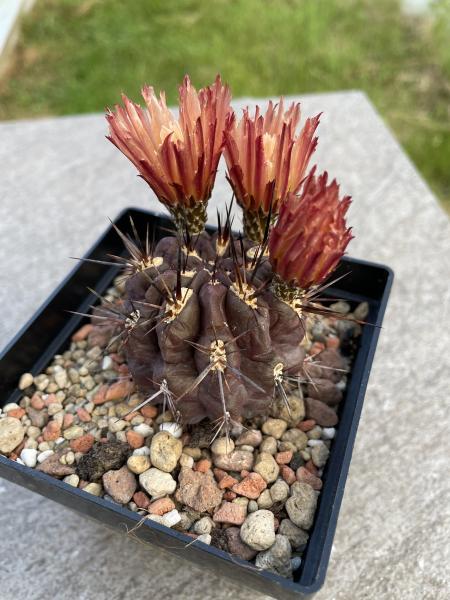Neochilenia pulchella